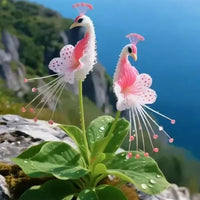 Vibrant Peacock Flower Seeds Pack of 2