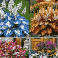 Shade-Tolerant and Cold-Hardy Hosta Flowers